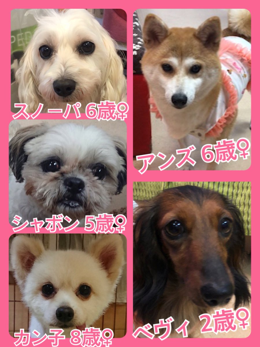 🐾今日の里親様募集中ワンコ🐶メンバーです🐾2019,8,5